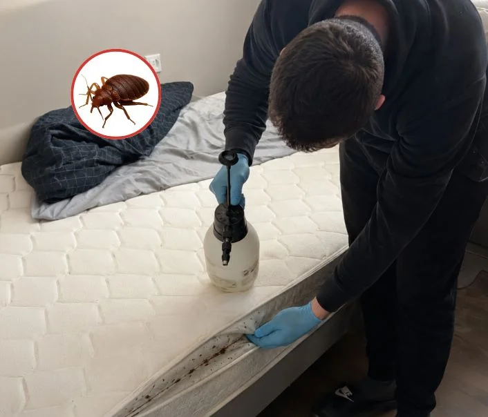Technicien traitant un matelas contre les punaises de lit à Romainville